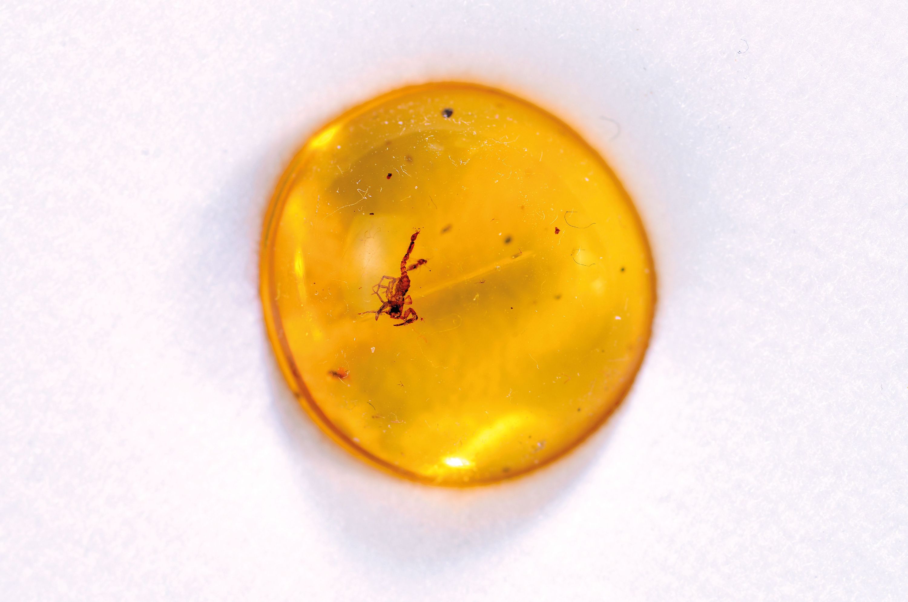 Image 26993609 - Skorpion ´Chaerilobuthus spec. ´ in einem RING-Stein 1,8 cm, von dem Experten Prof. Dr. ...