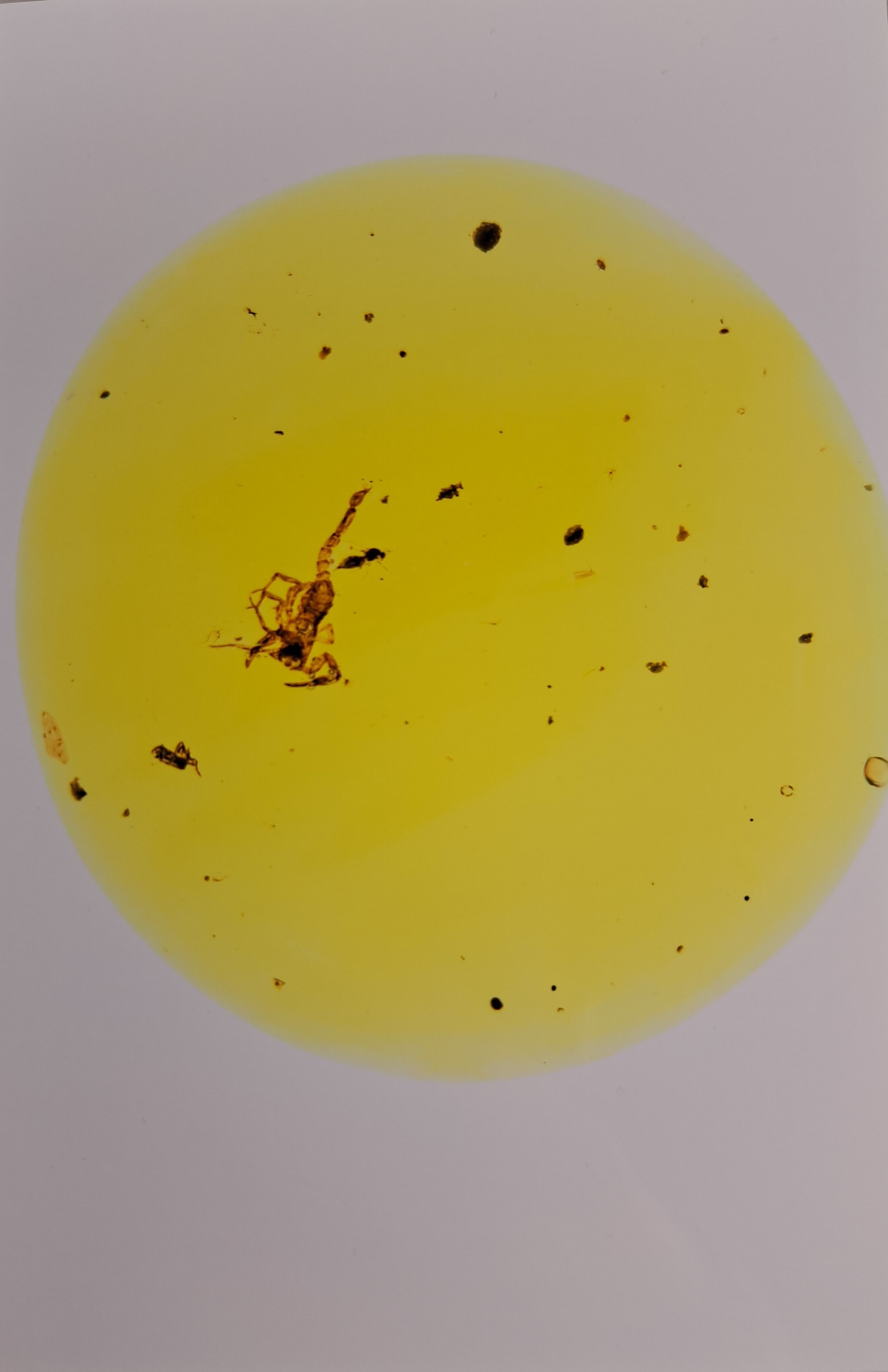 Detail a: Skorpion "Chaerilobuthus spec. " in einem RING-Stein 1,8 cm, von dem Experten Prof. Dr. Lourenco, Paris wissenschaftlich als Chaerilobuthus ...