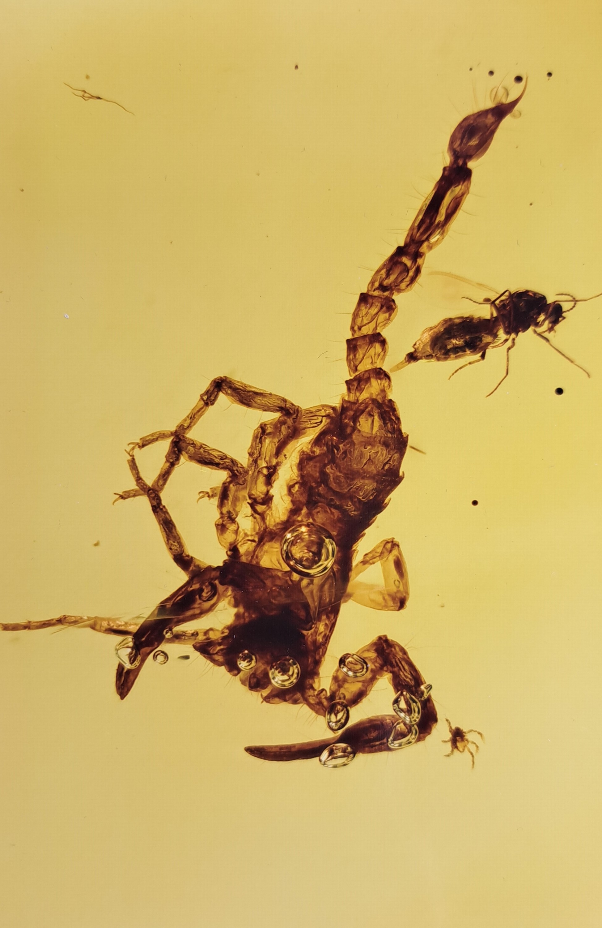Detail b: Skorpion "Chaerilobuthus spec. " in einem RING-Stein 1,8 cm, von dem Experten Prof. Dr. Lourenco, Paris wissenschaftlich als Chaerilobuthus ...
