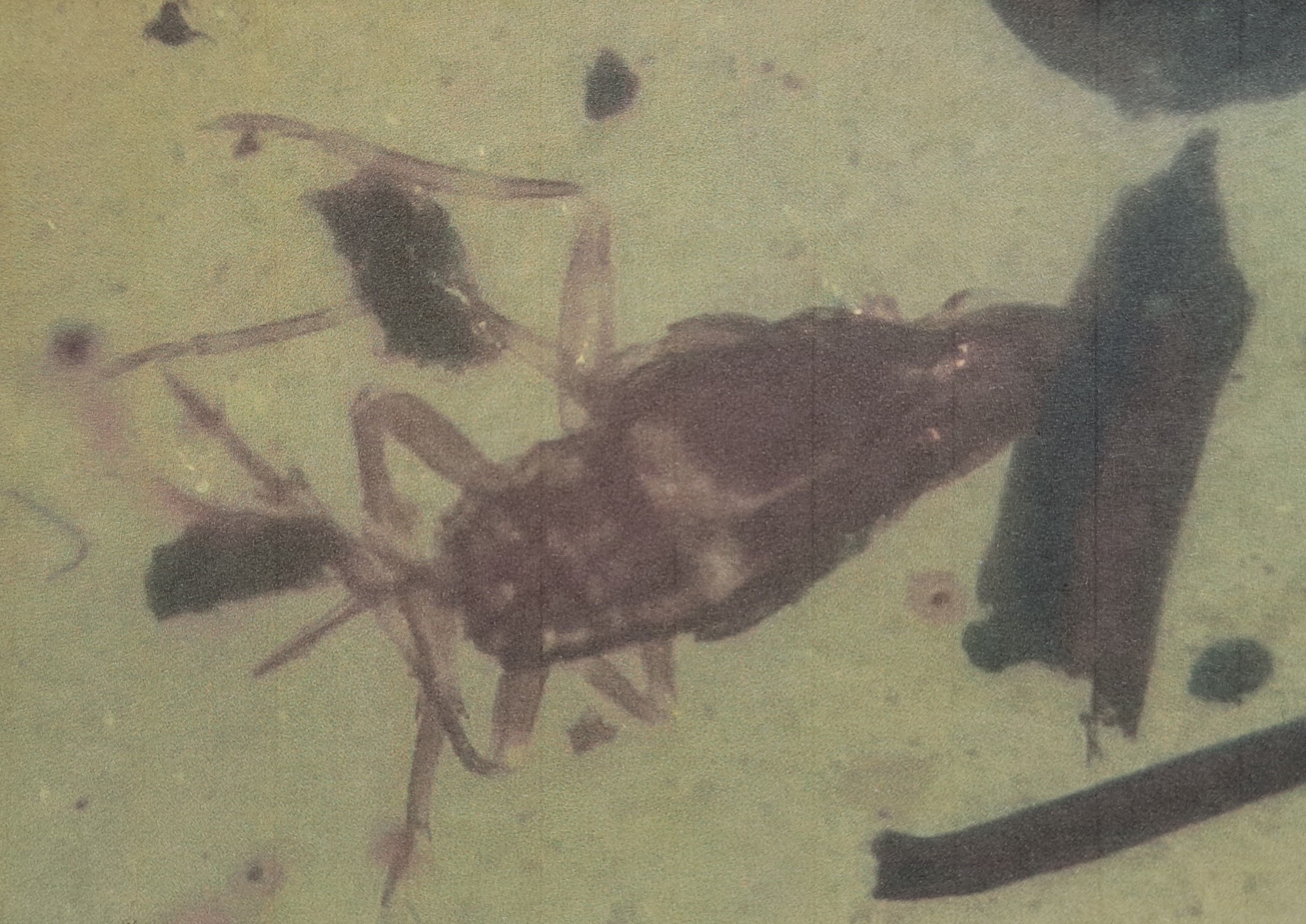 Detail b: Skorpion "Chaerilobuthus" in einem ovalen SCHMUCK-Stein 1,8 x 1,1 cm, klarer honigfarbener ovaler Bernstein mit einem großen sehr gut ...