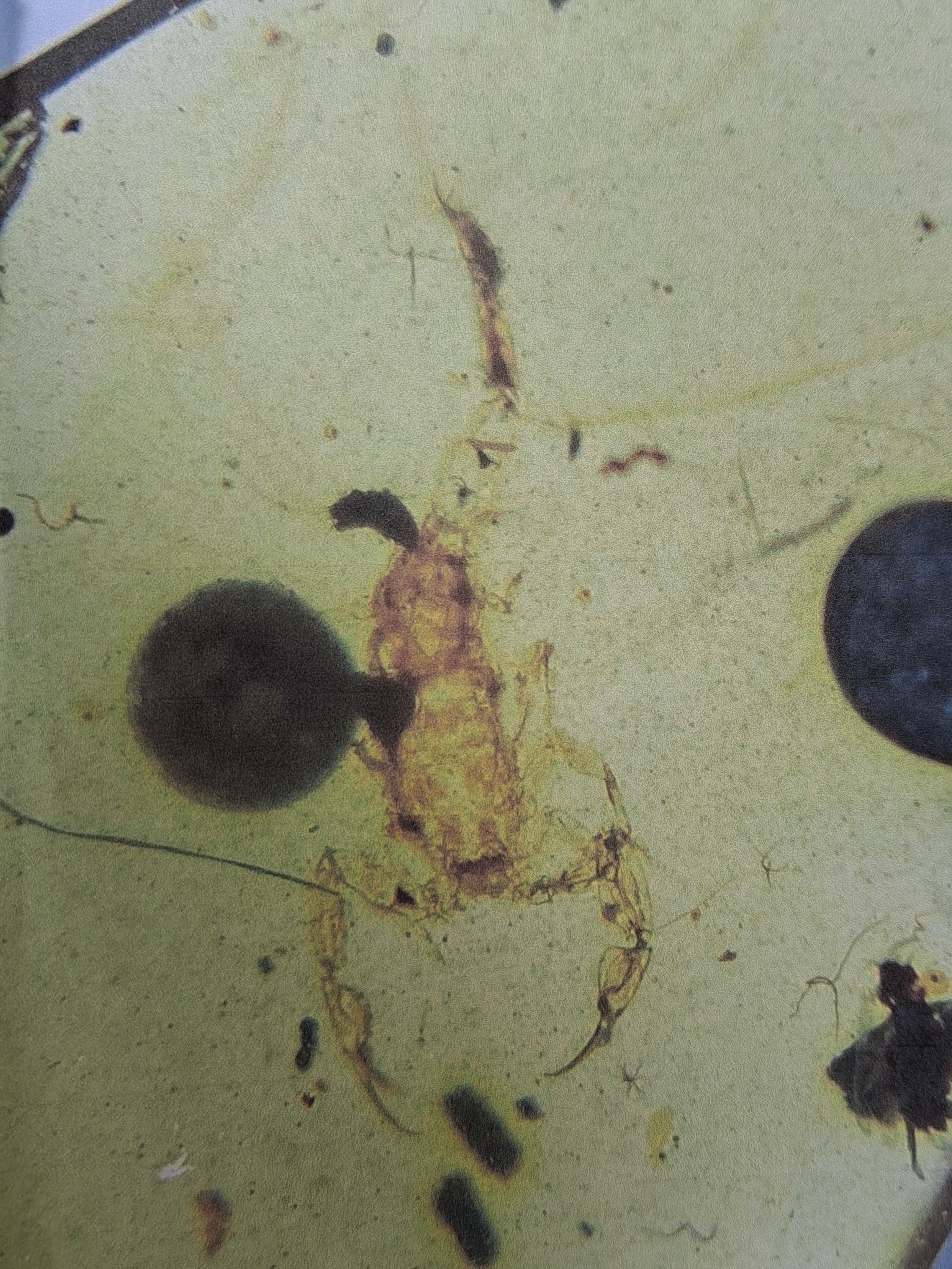 Detail c: Skorpion "Chaerilobuthus" in einem ovalen SCHMUCK-Stein 1,8 x 1,1 cm, klarer honigfarbener ovaler Bernstein mit einem großen sehr gut ...
