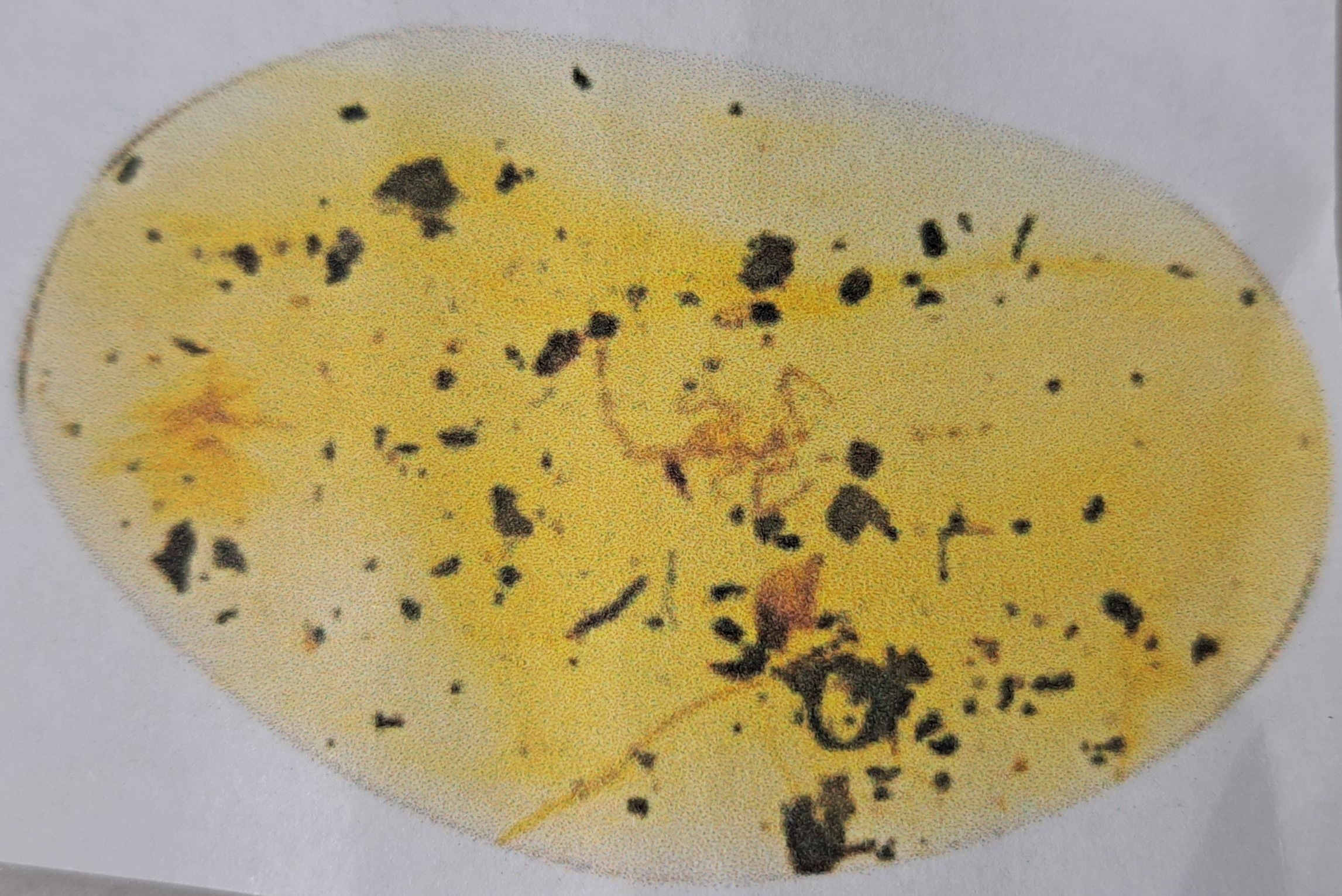 Detail b: Skorpion "Paleoburmesebuthidae" im besonders großen und sehr schönen Cabochon 4,3 x 2,7 cm, Schmuck geeignet für eine schöne Brosche ...