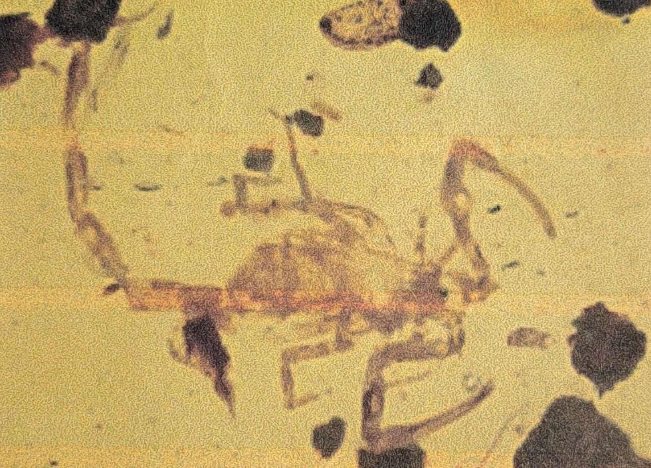 Detail d: Skorpion "Paleoburmesebuthidae" im besonders großen und sehr schönen Cabochon 4,3 x 2,7 cm, Schmuck geeignet für eine schöne Brosche ...