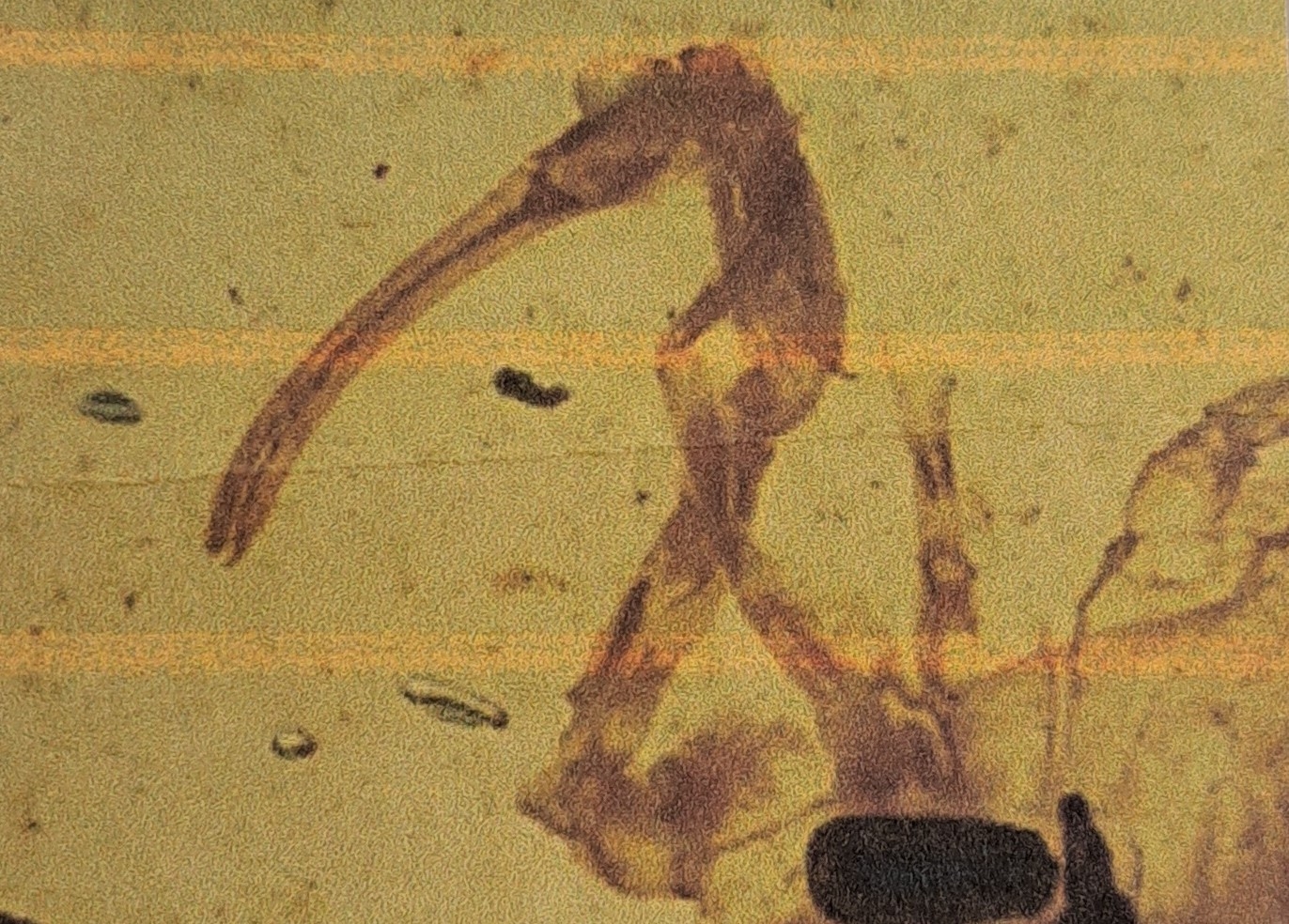 Detail f: Skorpion "Paleoburmesebuthidae" im besonders großen und sehr schönen Cabochon 4,3 x 2,7 cm, Schmuck geeignet für eine schöne Brosche ...