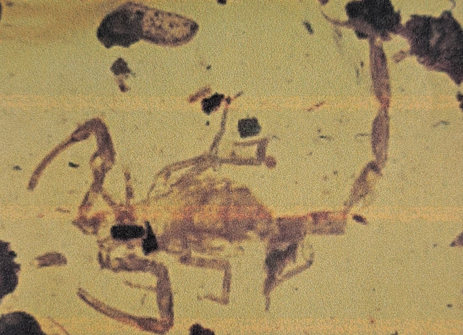 Detail g: Skorpion "Paleoburmesebuthidae" im besonders großen und sehr schönen Cabochon 4,3 x 2,7 cm, Schmuck geeignet für eine schöne Brosche ...