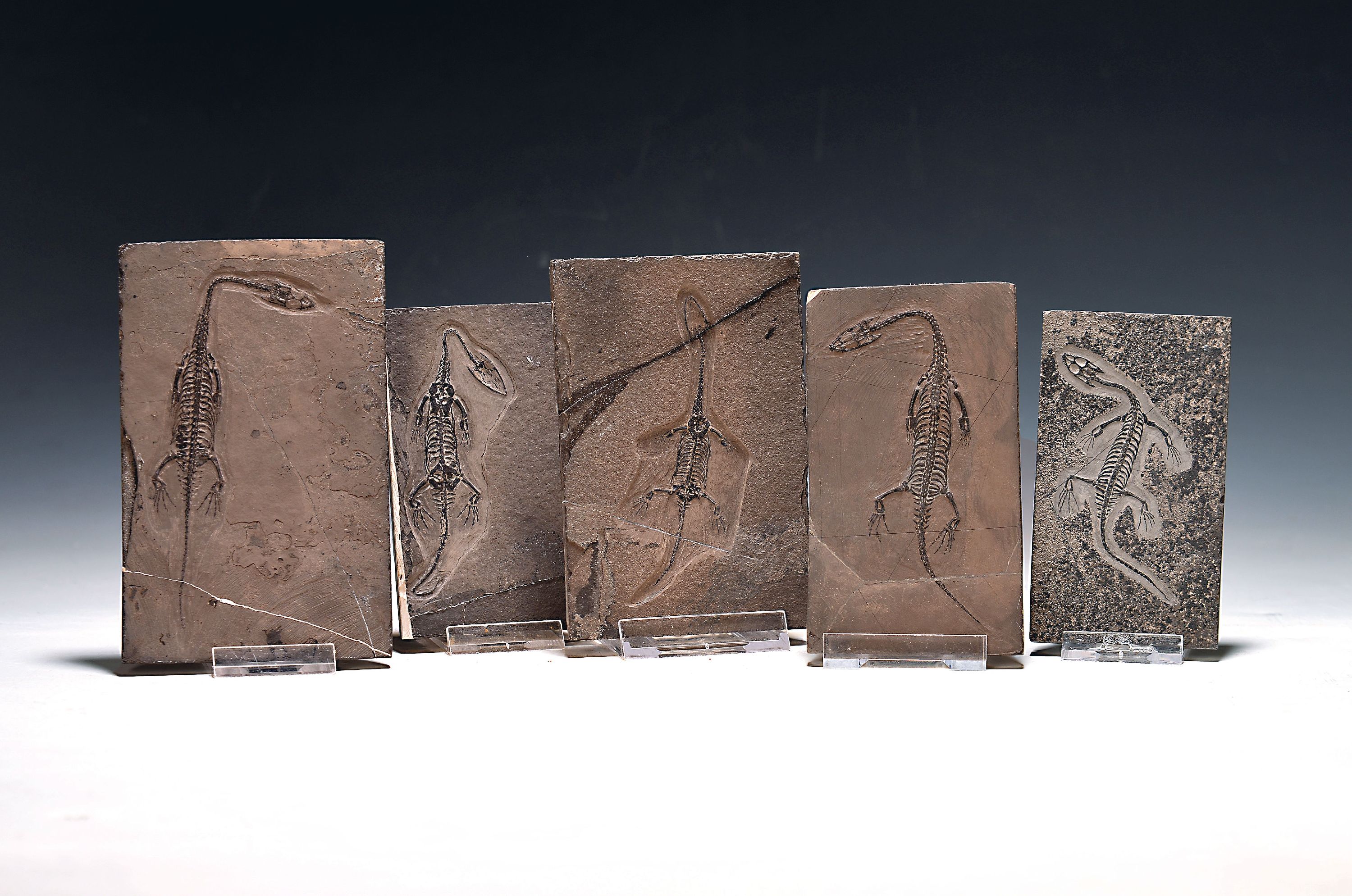 Image 26993619 - 5 weibliche Keichousaurus-Babies, 8 - 13 cm, Kweichow (heute Provinz Guizhou) in China, ...