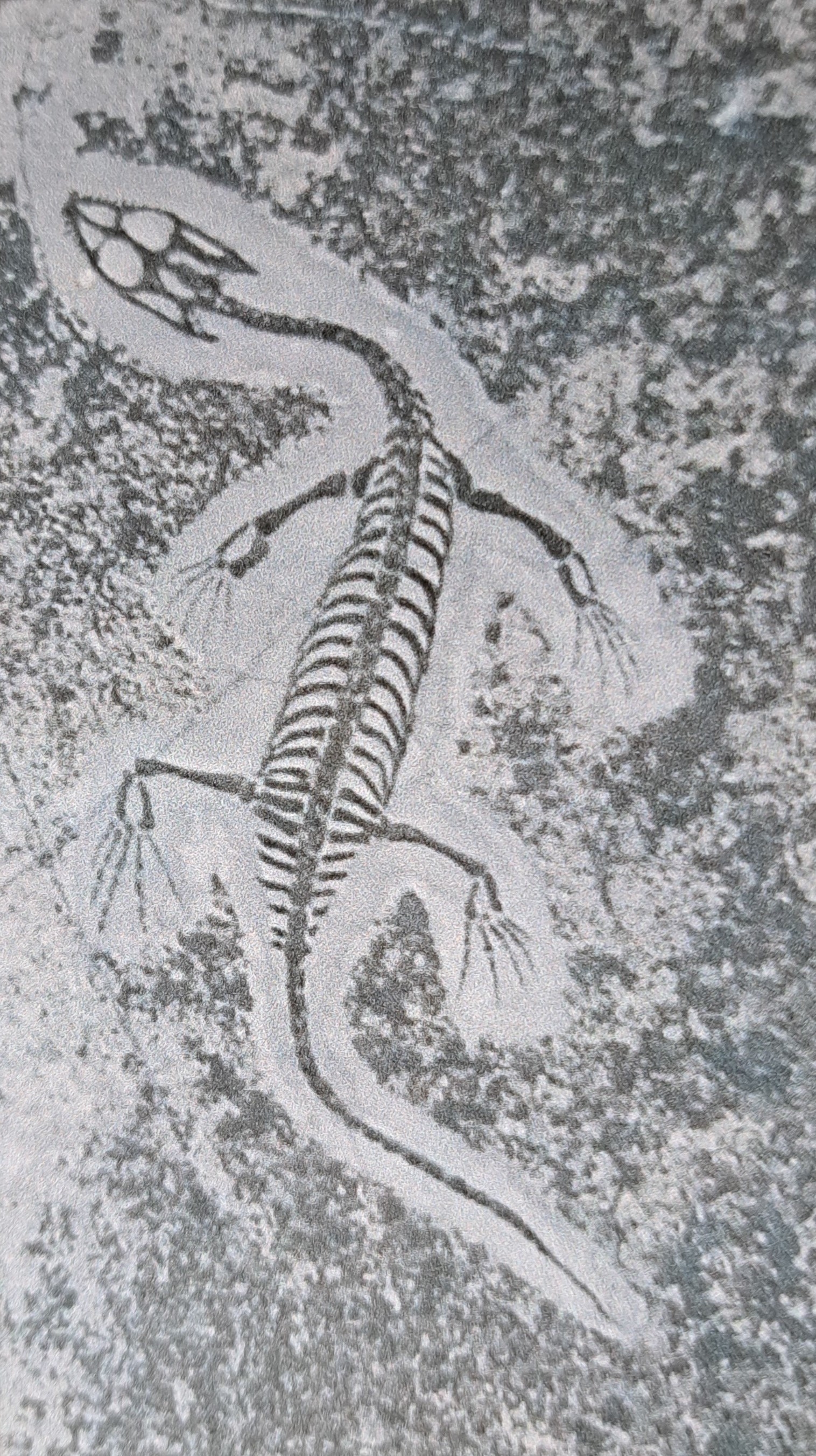 Detail a: 5 weibliche Keichousaurus-Babies, 8 - 13 cm, Kweichow (heute Provinz Guizhou) in China, wo 1957 das erste Fossil entdeckt wurde Trias (251,9 - 201,3 ...