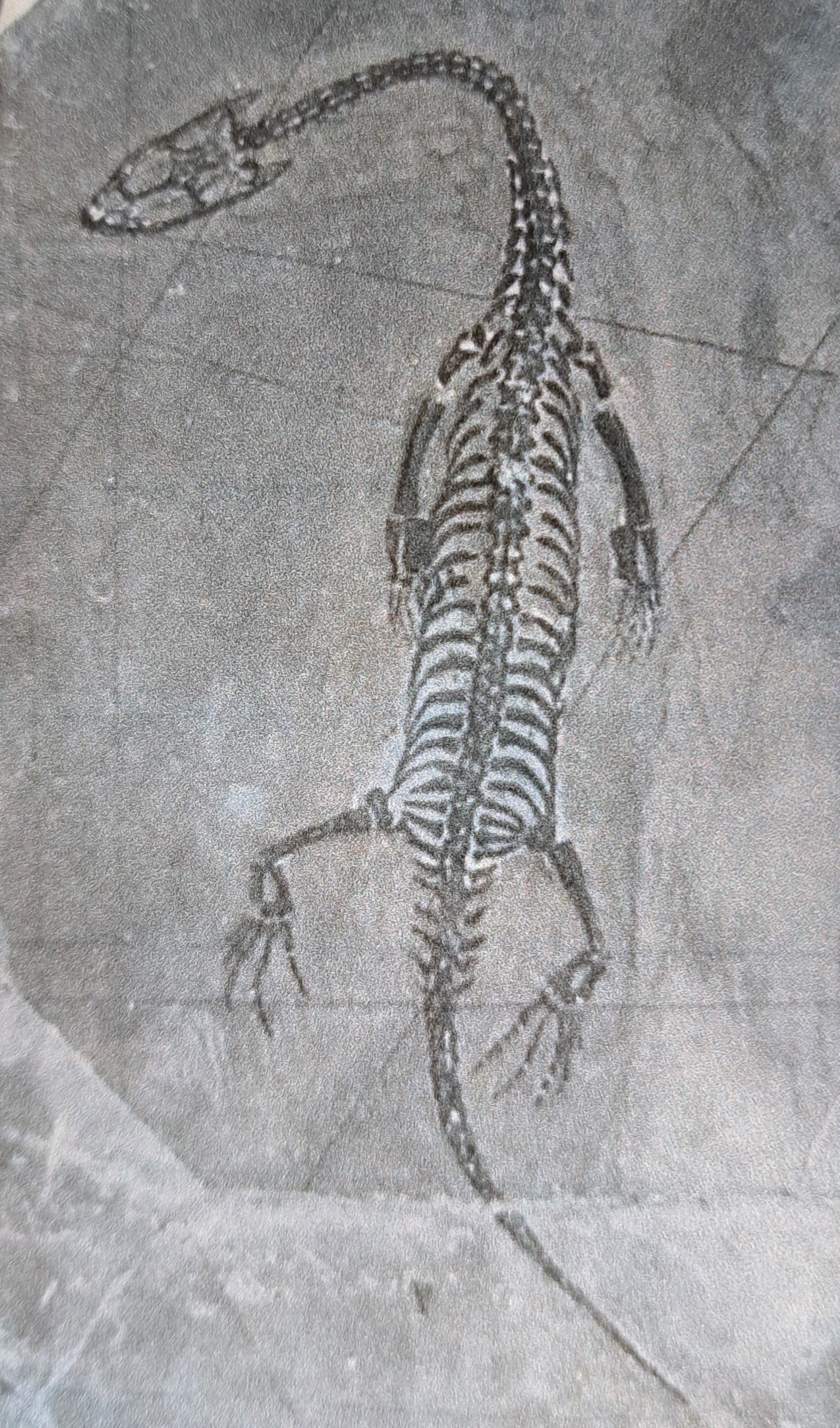 Detail b: 5 weibliche Keichousaurus-Babies, 8 - 13 cm, Kweichow (heute Provinz Guizhou) in China, wo 1957 das erste Fossil entdeckt wurde Trias (251,9 - 201,3 ...