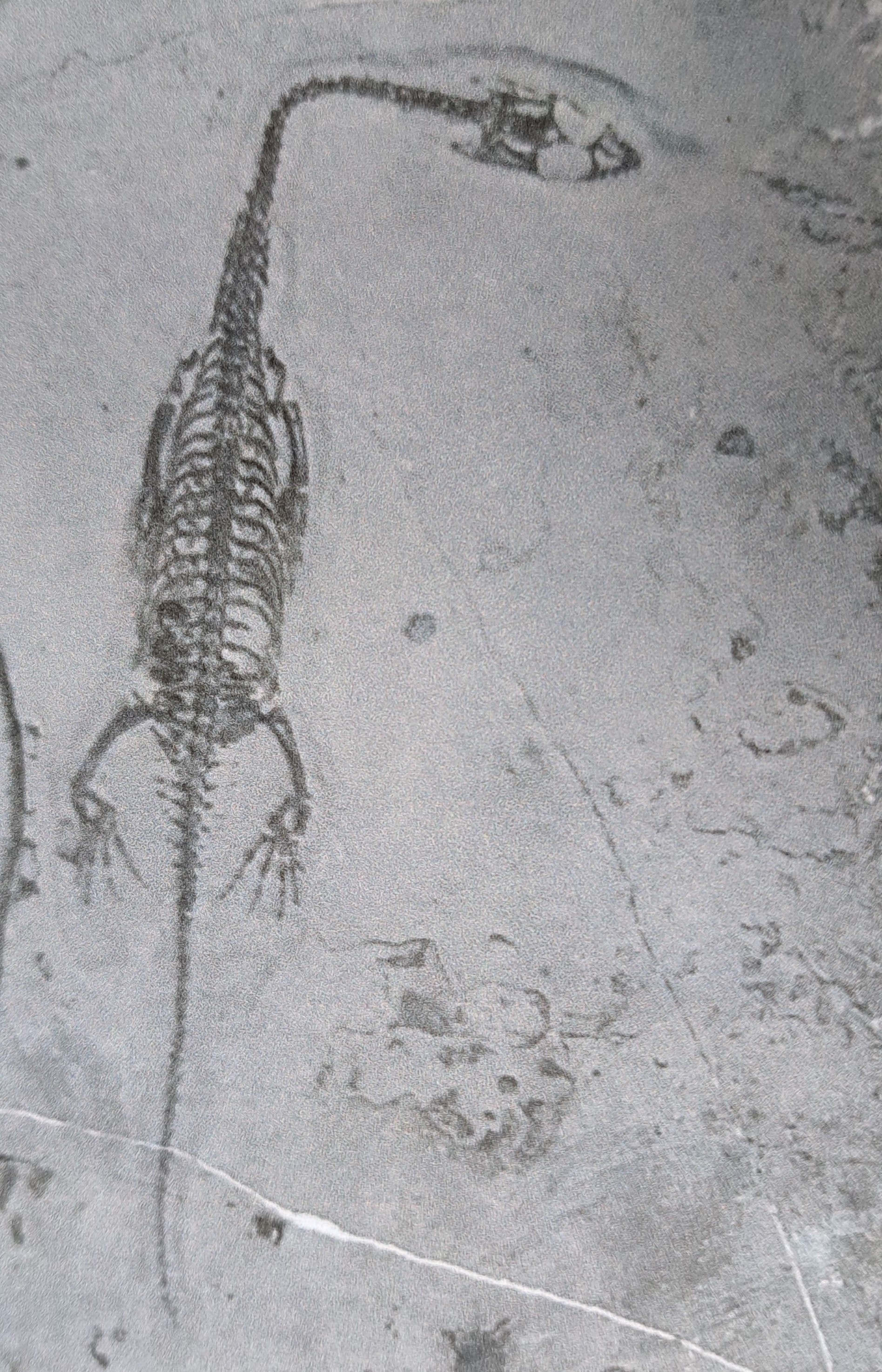 Detail c: 5 weibliche Keichousaurus-Babies, 8 - 13 cm, Kweichow (heute Provinz Guizhou) in China, wo 1957 das erste Fossil entdeckt wurde Trias (251,9 - 201,3 ...