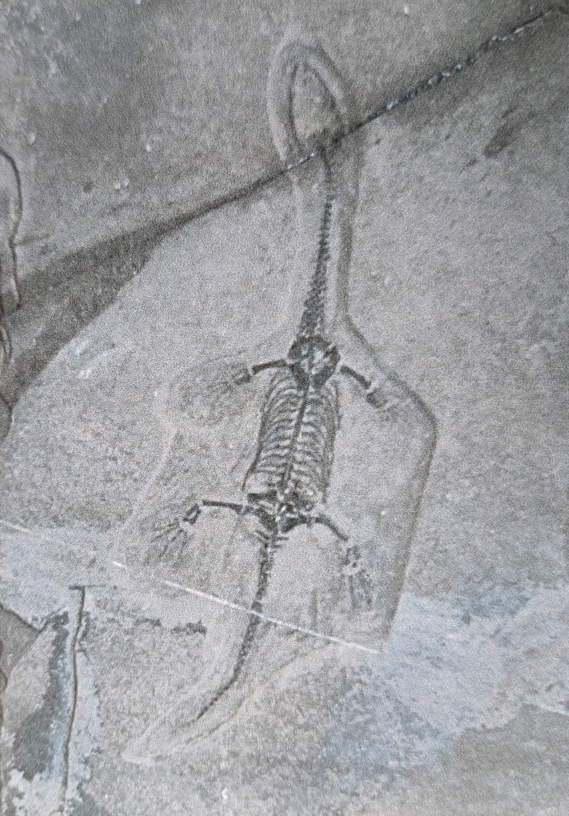 Detail d: 5 weibliche Keichousaurus-Babies, 8 - 13 cm, Kweichow (heute Provinz Guizhou) in China, wo 1957 das erste Fossil entdeckt wurde Trias (251,9 - 201,3 ...
