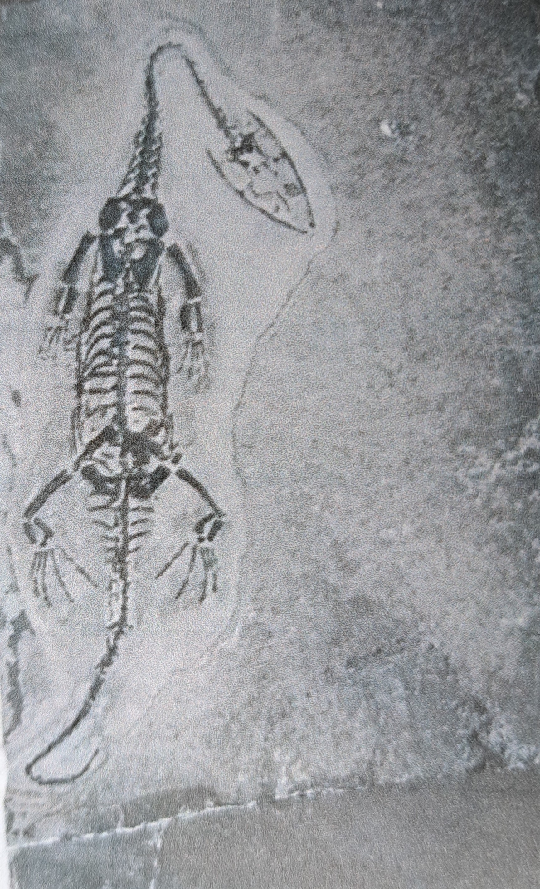 Detail e: 5 weibliche Keichousaurus-Babies, 8 - 13 cm, Kweichow (heute Provinz Guizhou) in China, wo 1957 das erste Fossil entdeckt wurde Trias (251,9 - 201,3 ...