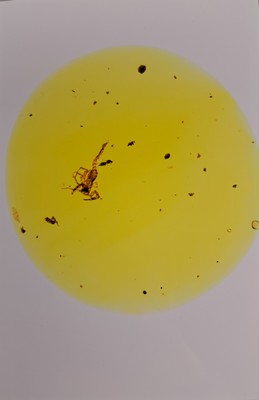 26993609a - Skorpion ´Chaerilobuthus spec. ´ in einem RING-Stein 1,8 cm, von dem Experten Prof. Dr. ...