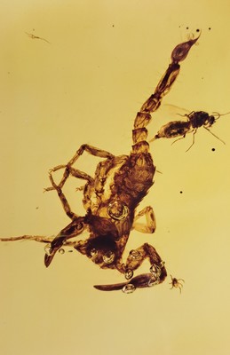 26993609b - Skorpion ´Chaerilobuthus spec. ´ in einem RING-Stein 1,8 cm, von dem Experten Prof. Dr. ...
