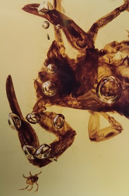 26993609c - Skorpion ´Chaerilobuthus spec. ´ in einem RING-Stein 1,8 cm, von dem Experten Prof. Dr. ...