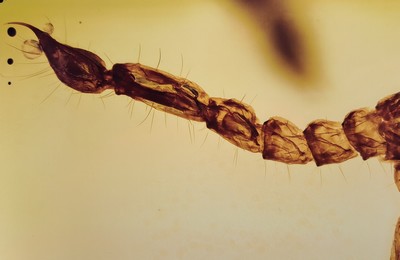 26993609d - Skorpion ´Chaerilobuthus spec. ´ in einem RING-Stein 1,8 cm, von dem Experten Prof. Dr. ...