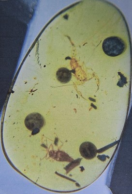 26993610a - Skorpion ´Chaerilobuthus´ in einem ovalen SCHMUCK-Stein 1,8 x 1,1 cm, klarer ...