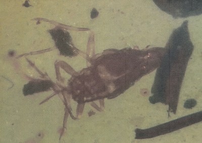 26993610b - Skorpion ´Chaerilobuthus´ in einem ovalen SCHMUCK-Stein 1,8 x 1,1 cm, klarer ...