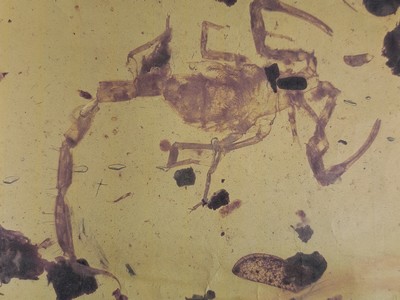 26993618a - Skorpion ´Paleoburmesebuthidae´ im besonders großen und sehr schönen Cabochon 4,3 x 2,7 ...