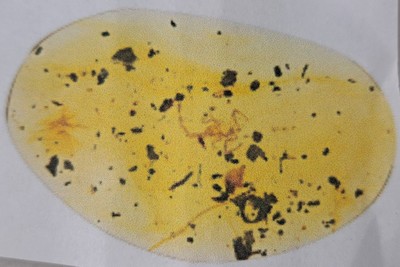 26993618b - Skorpion ´Paleoburmesebuthidae´ im besonders großen und sehr schönen Cabochon 4,3 x 2,7 ...