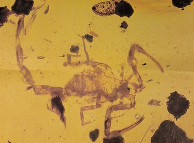 26993618c - Skorpion ´Paleoburmesebuthidae´ im besonders großen und sehr schönen Cabochon 4,3 x 2,7 ...