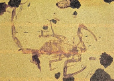 26993618d - Skorpion ´Paleoburmesebuthidae´ im besonders großen und sehr schönen Cabochon 4,3 x 2,7 ...
