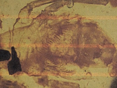 26993618e - Skorpion ´Paleoburmesebuthidae´ im besonders großen und sehr schönen Cabochon 4,3 x 2,7 ...