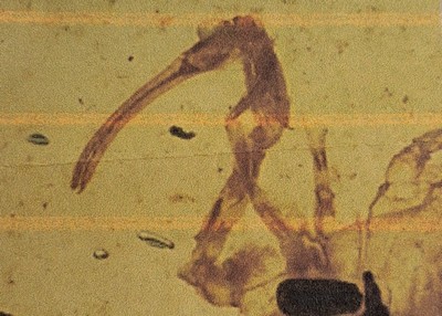 26993618f - Skorpion ´Paleoburmesebuthidae´ im besonders großen und sehr schönen Cabochon 4,3 x 2,7 ...
