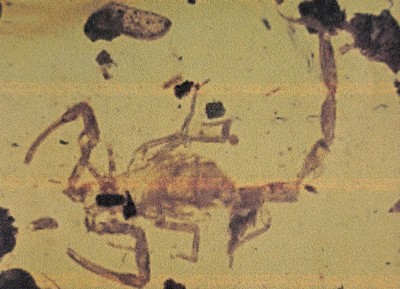 26993618g - Skorpion ´Paleoburmesebuthidae´ im besonders großen und sehr schönen Cabochon 4,3 x 2,7 ...