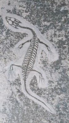 26993619a - 5 weibliche Keichousaurus-Babies, 8 - 13 cm, Kweichow (heute Provinz Guizhou) in China, ...