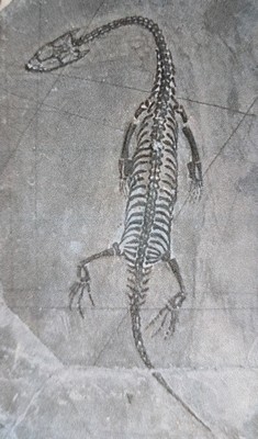 26993619b - 5 weibliche Keichousaurus-Babies, 8 - 13 cm, Kweichow (heute Provinz Guizhou) in China, ...