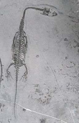 26993619c - 5 weibliche Keichousaurus-Babies, 8 - 13 cm, Kweichow (heute Provinz Guizhou) in China, ...