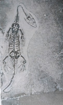 26993619e - 5 weibliche Keichousaurus-Babies, 8 - 13 cm, Kweichow (heute Provinz Guizhou) in China, ...