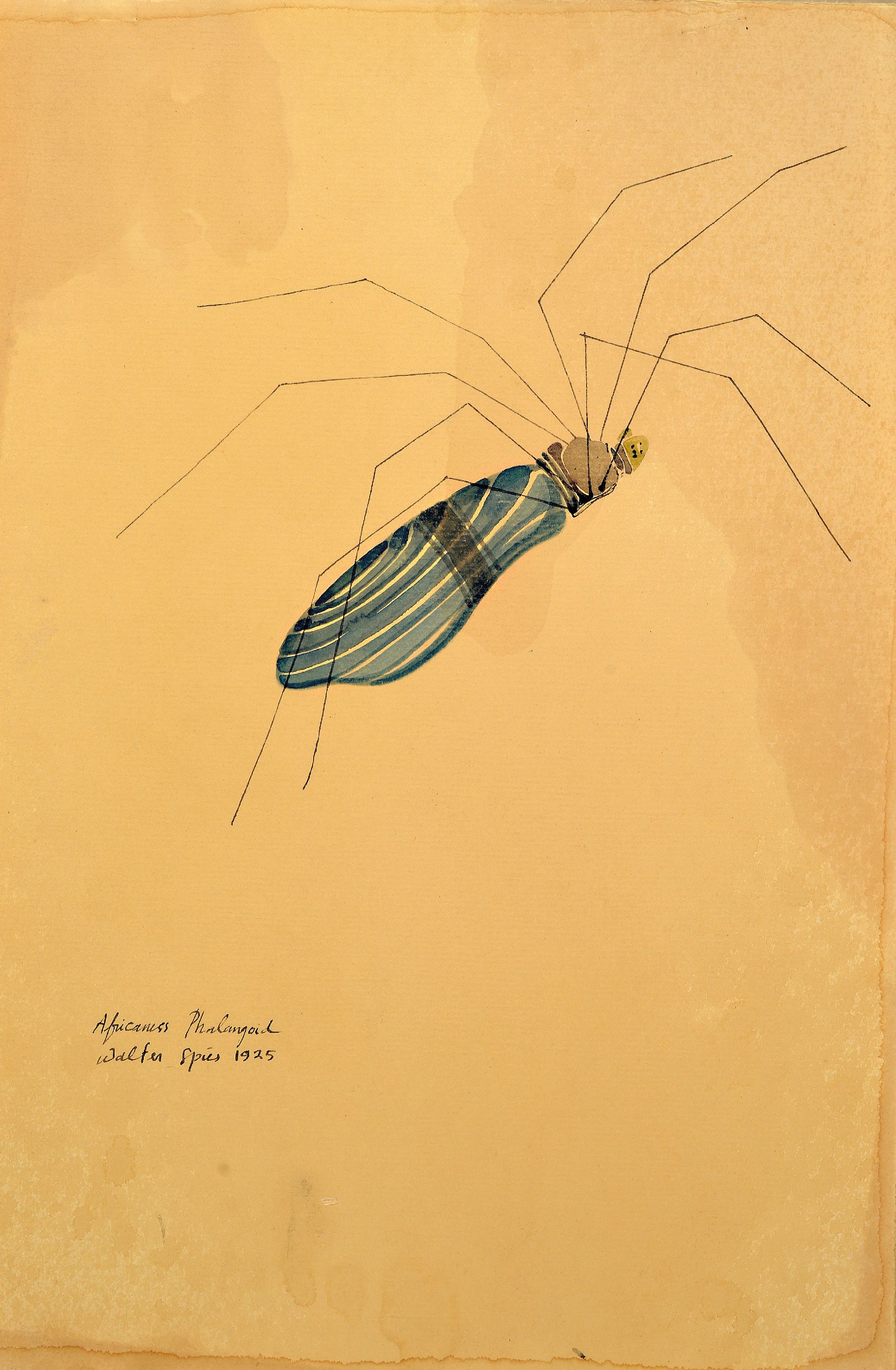 Detail a: Walter Spies, 1895 Moskau-1942, 2 Aquarelle, "arachnei - arachneida" 1925 und "Africanus Phalangoid" 1925, entstanden während ...