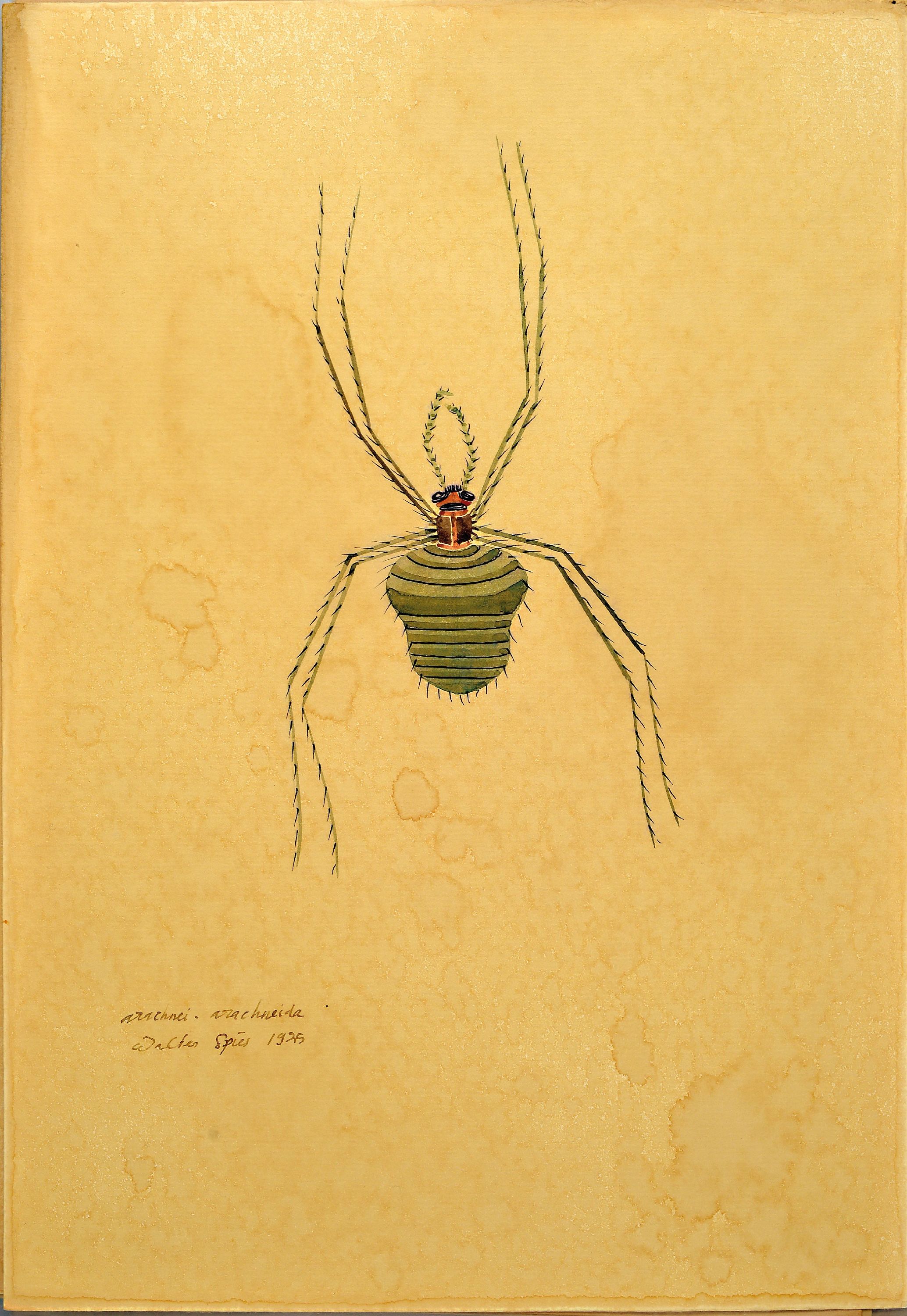 Detail k: Walter Spies, 1895 Moskau-1942, 2 Aquarelle, "arachnei - arachneida" 1925 und "Africanus Phalangoid" 1925, entstanden während ...