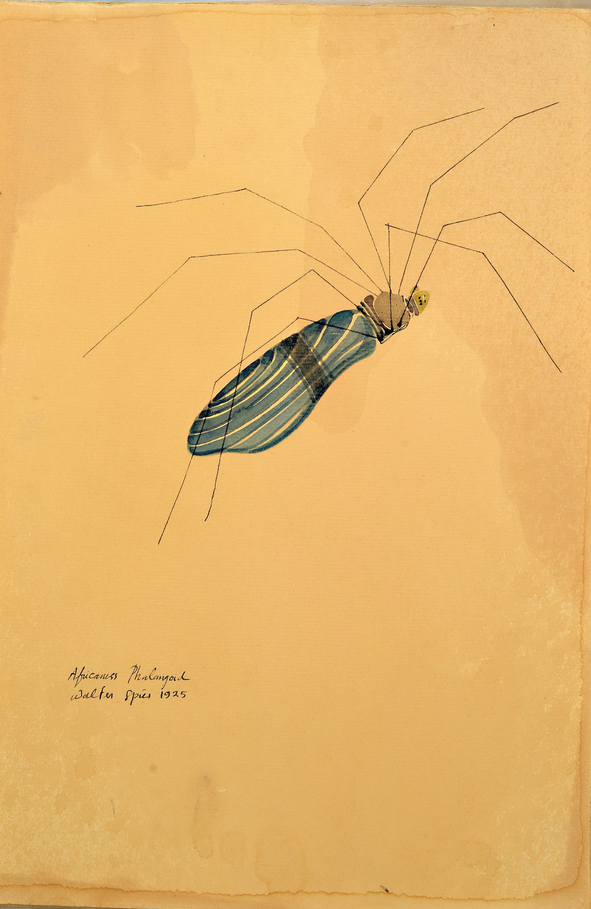 Detail l: Walter Spies, 1895 Moskau-1942, 2 Aquarelle, "arachnei - arachneida" 1925 und "Africanus Phalangoid" 1925, entstanden während ...