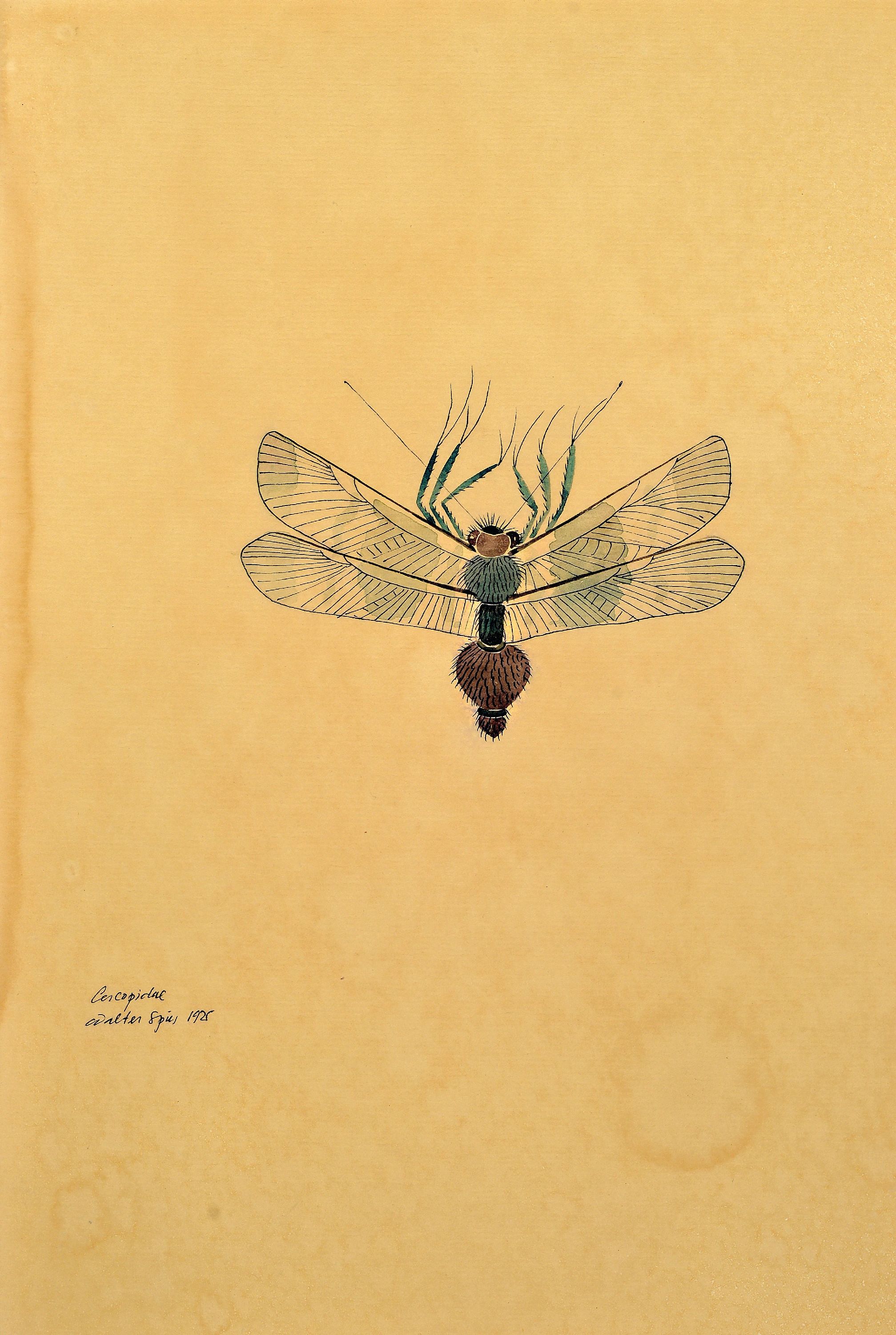 Image 26994853 - Walter Spies, 1895 Moskau-1942, 2 Aquarelle, ´Cercopidae´ 1925 und ´ordo Coleopteronii´ ...