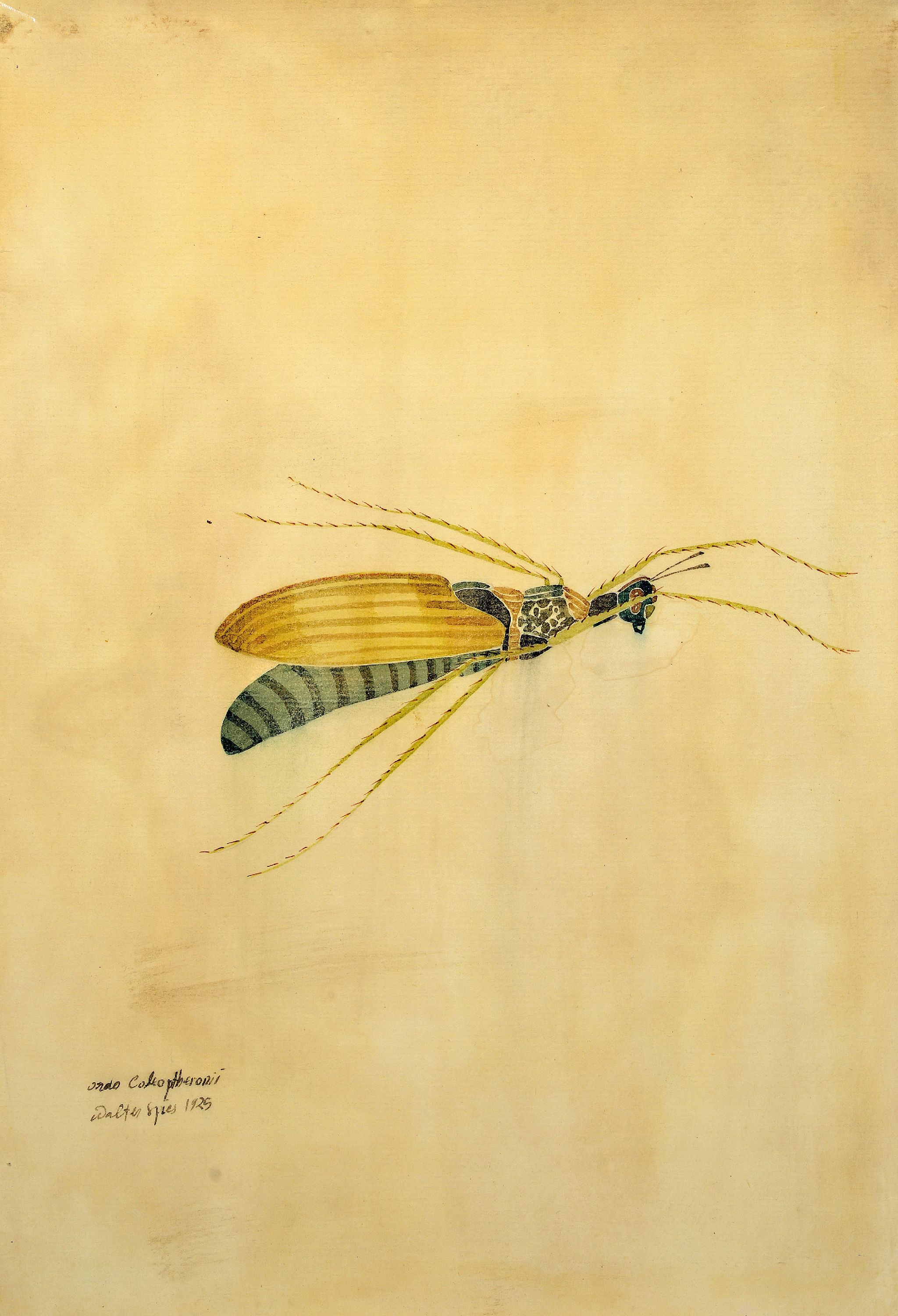 Detail a: Walter Spies, 1895 Moskau-1942, 2 Aquarelle, "Cercopidae" 1925 und "ordo Coleopteronii" 1925, entstanden während des ...