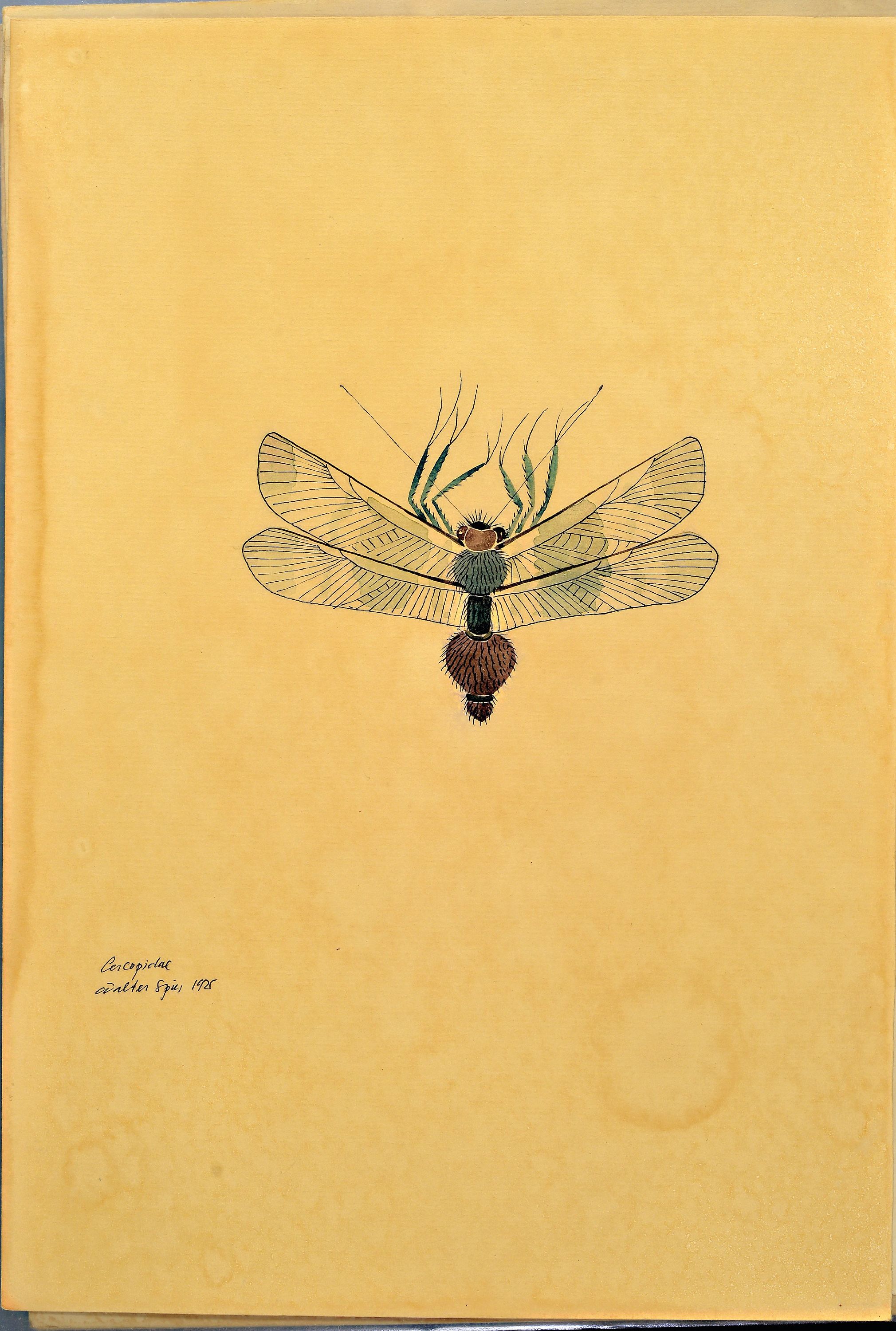 Detail k: Walter Spies, 1895 Moskau-1942, 2 Aquarelle, "Cercopidae" 1925 und "ordo Coleopteronii" 1925, entstanden während des ...