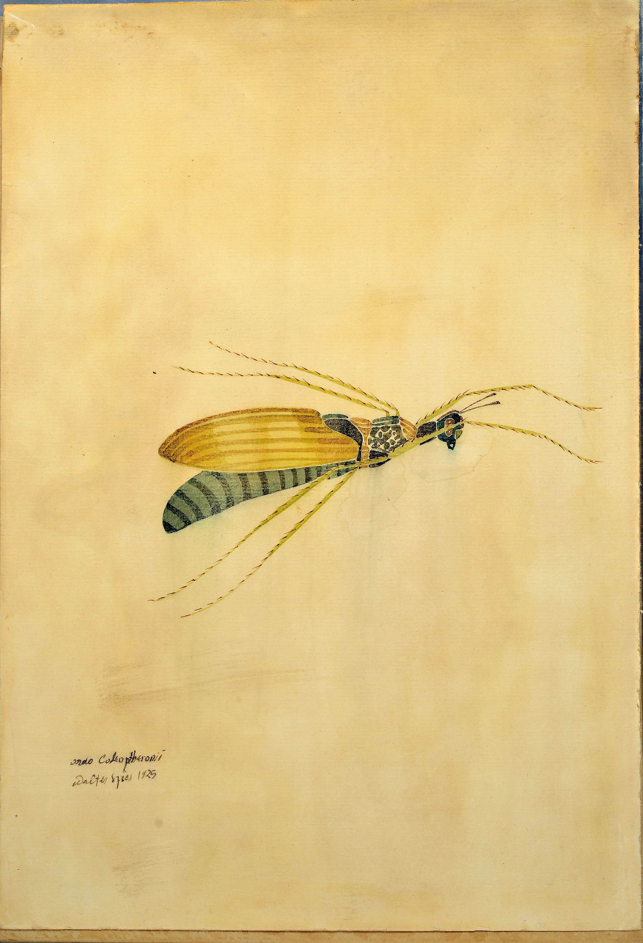 Detail l: Walter Spies, 1895 Moskau-1942, 2 Aquarelle, "Cercopidae" 1925 und "ordo Coleopteronii" 1925, entstanden während des ...