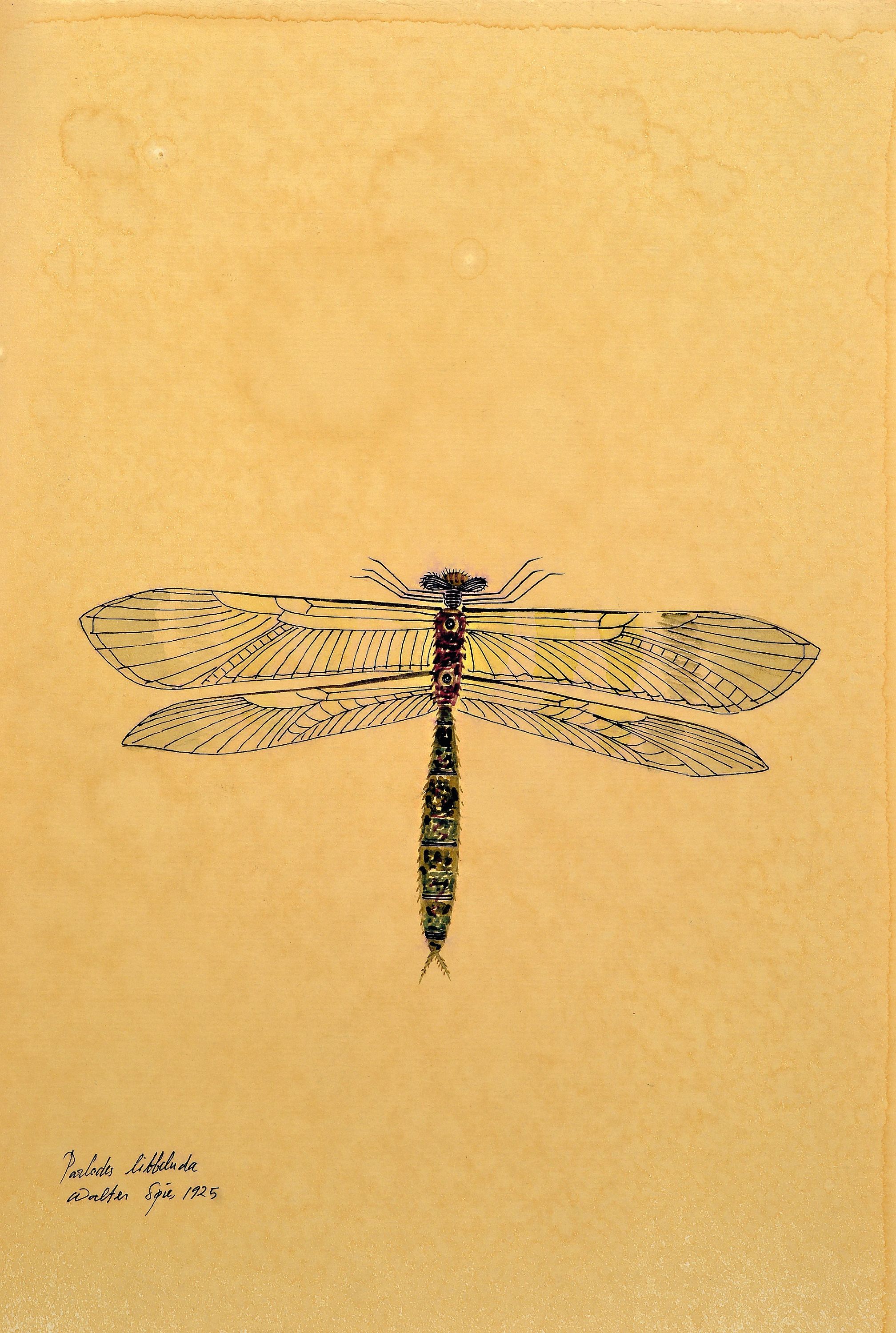 Image 26994856 - Walter Spies, 1895 Moskau-1942, 2 Aquarelle, ´ordo miridae´ 1925 und ´Parlodes ...