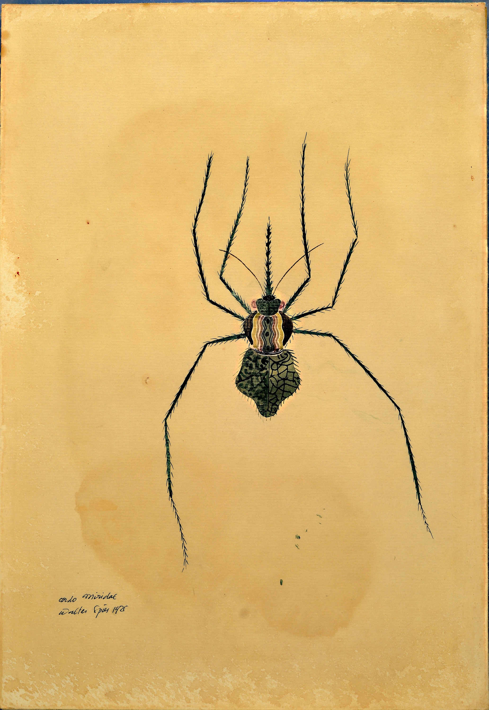 Detail a: Walter Spies, 1895 Moskau-1942, 2 Aquarelle, "ordo miridae" 1925 und "Parlodes lilobeluda?" 1925, entstanden während des ...