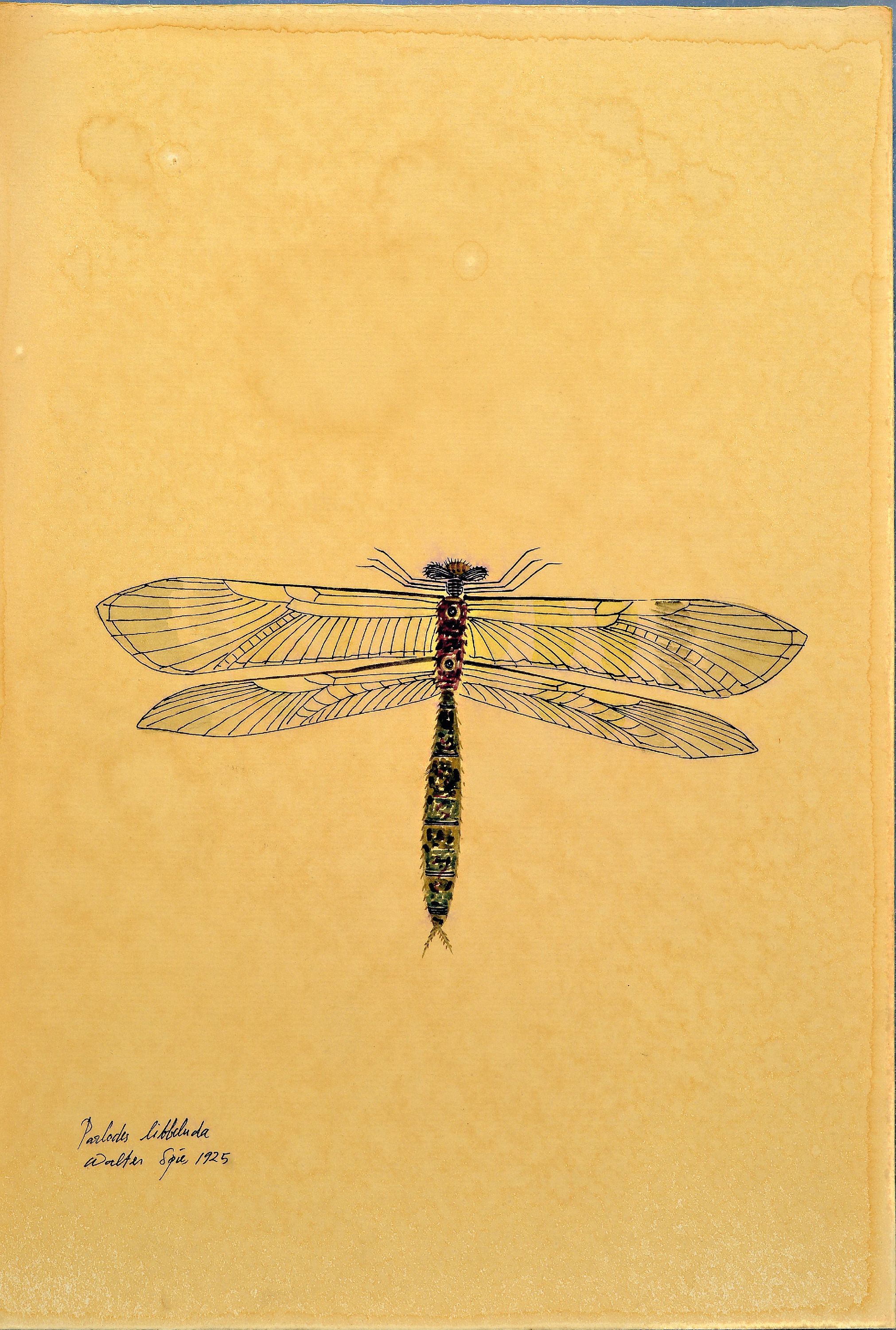 Detail k: Walter Spies, 1895 Moskau-1942, 2 Aquarelle, "ordo miridae" 1925 und "Parlodes lilobeluda?" 1925, entstanden während des ...