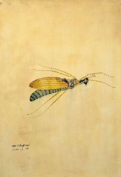 Image Walter Spies, 1895 Moskau-1942, 2 Aquarelle, ´Cercopidae´ 1925 und ´ordo Coleopteronii´ ...