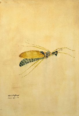 26994853a - Walter Spies, 1895 Moskau-1942, 2 Aquarelle, ´Cercopidae´ 1925 und ´ordo Coleopteronii´ ...