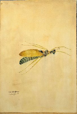 26994853l - Walter Spies, 1895 Moskau-1942, 2 Aquarelle, ´Cercopidae´ 1925 und ´ordo Coleopteronii´ ...