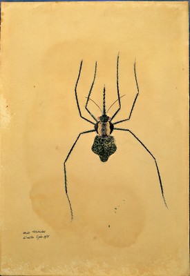 26994856a - Walter Spies, 1895 Moskau-1942, 2 Aquarelle, ´ordo miridae´ 1925 und ´Parlodes ...