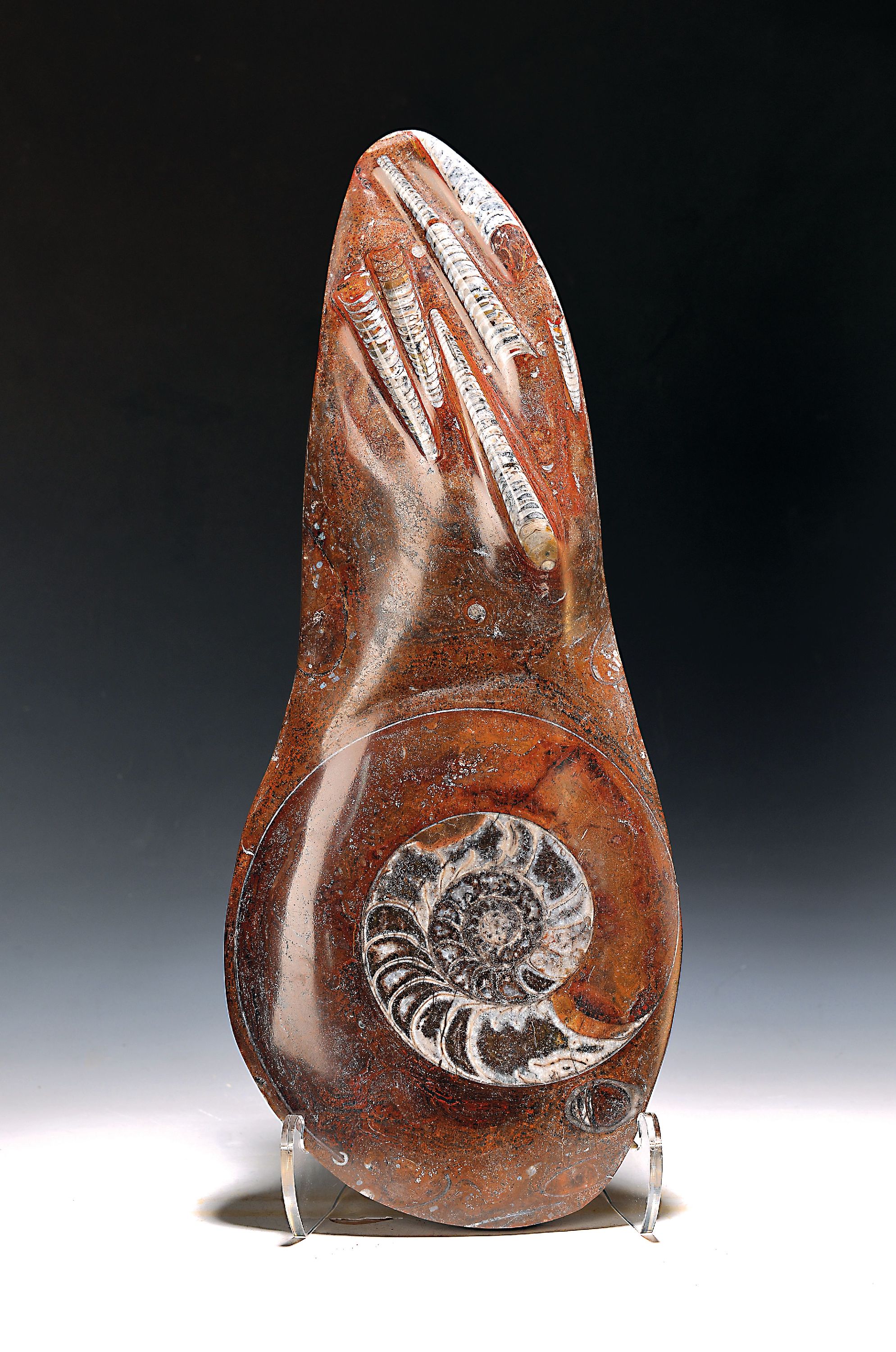 Image 26996160 - Fossil Ammonit Othoceras, Devon, Erfoud, Marokko, poliert, ca. 52 x 20.5 cm