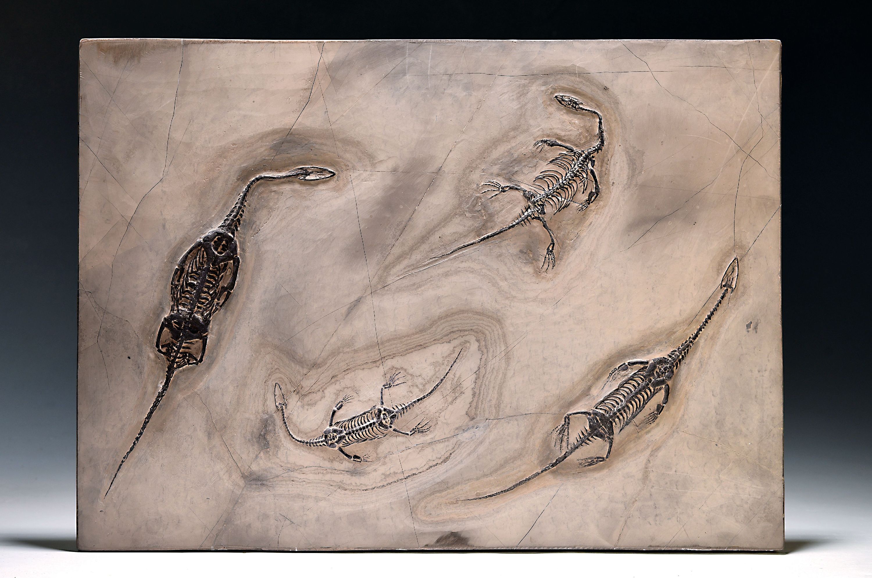 Image 27005820 - Vier Keichosaurus-Fosilien auf einer Platte, Mitteltriaszeit, China, Trias, Untertrias ...