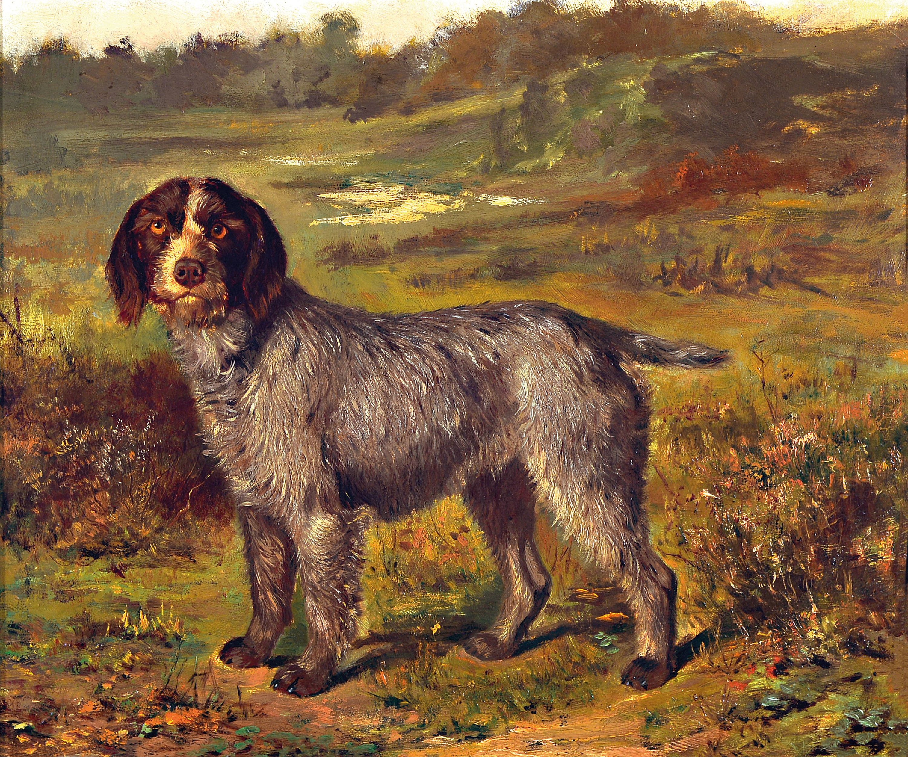 Image 27010310 - Unbekannter Maler, 1. Hälfte 20. Jh., Darstellung eines Jagdhundes (Spinone italiano) ...