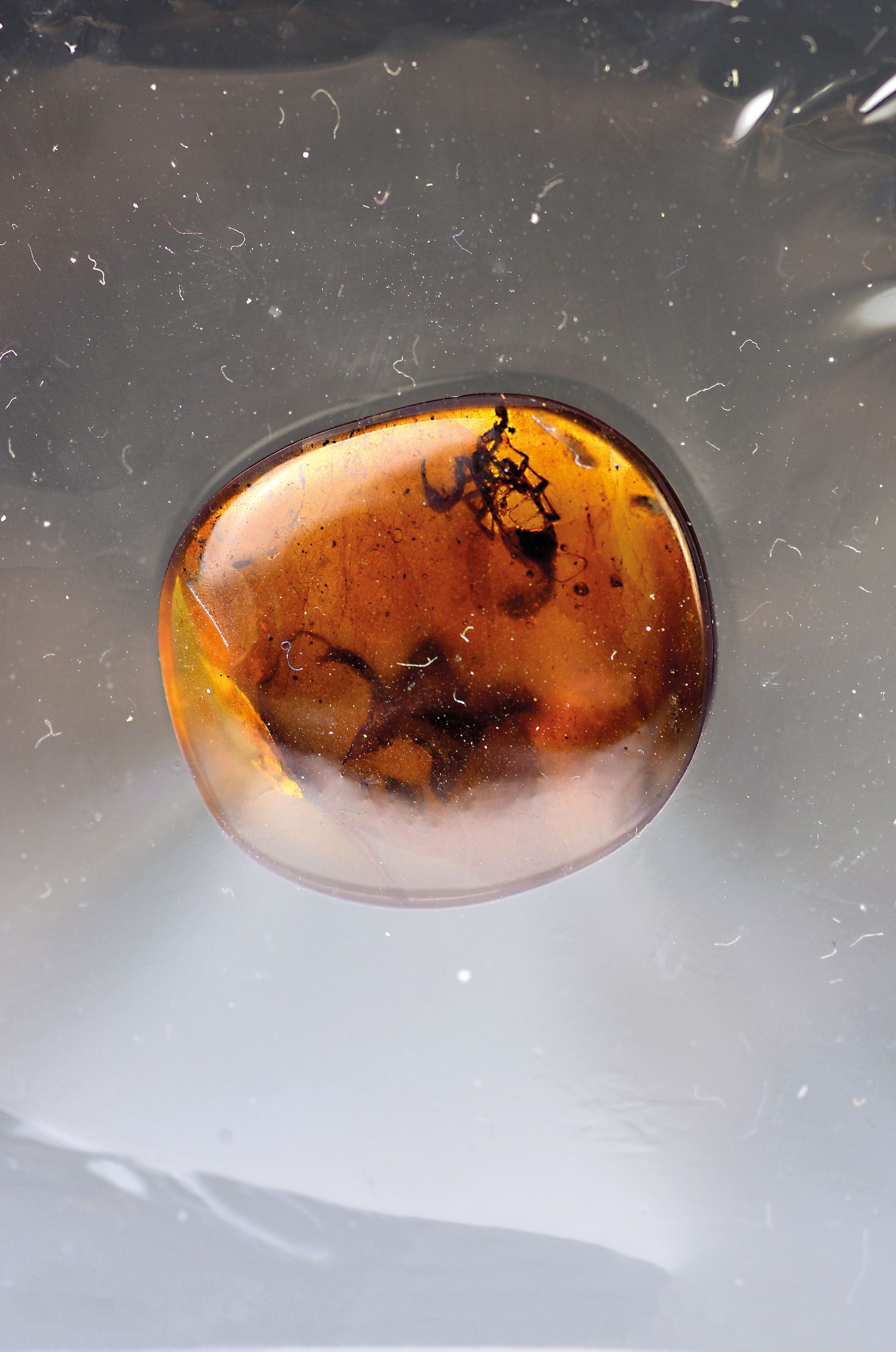 Image 27010321 - Honigfarbener Bernstein-Cabochon(2,1 x 2 cm) mit Skorpion und großer Blütenknospe, ...